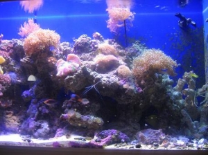 135gal in-wall reef