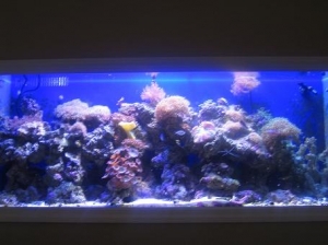 135gal in-wall reef