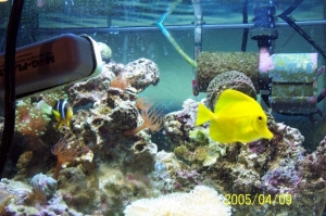 Assorted Fish