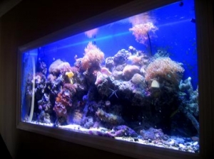 135gal in-wall reef