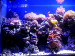 135gal_reef3