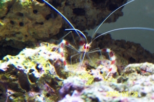Barbershop_shrimp