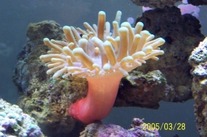 Bubble_Anemone