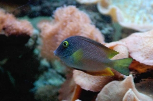 Kole Yellow Eye Tang