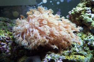 coral_2