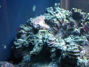 My tank