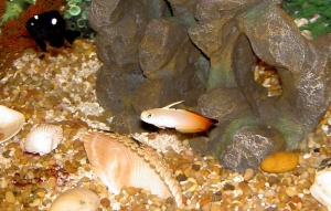 Domino Damsel with Firefish