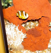 Clarkii Clown with his best friend