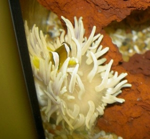 Clarkii Clown with his best friend