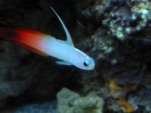 Firefish