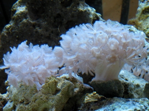 Xenia