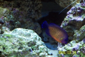 Coral_beauty