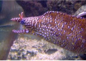 Eels