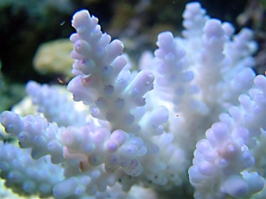Blue Acro