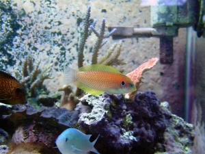 cheekspot Wrasse