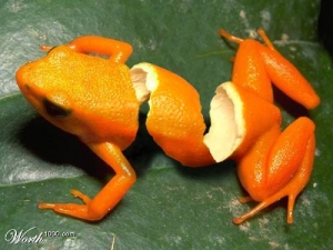 Frog