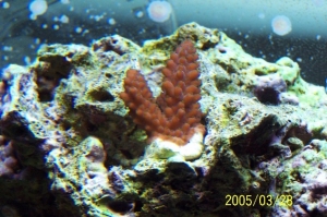 Frag