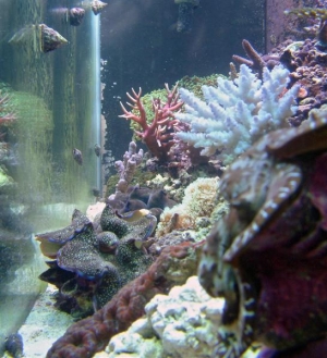 Side view of Tank