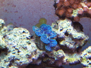 Clam