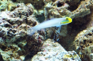 golden_goby