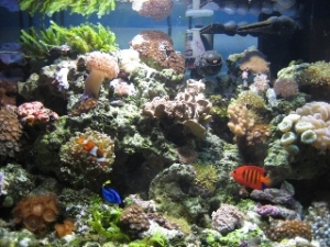 AZCorlGuy's 60g Reef