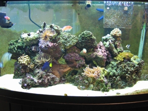 SmallTank