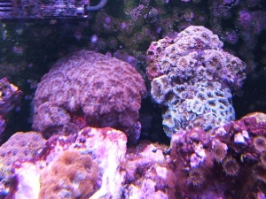 DSCF1879_acans