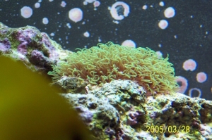 Gree_star_polyp_yellow_tang