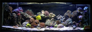 my 180 gallon