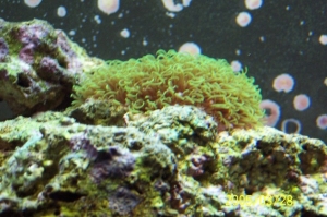 Green_star_polyp