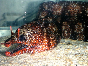 dragonmoray5