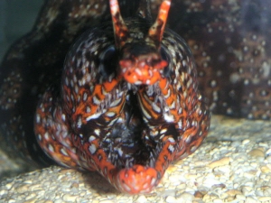 dragonmoray4