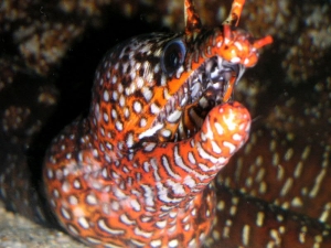 dragonmoray6