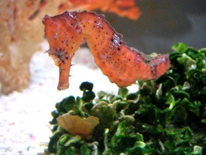 OrangeSeahorse