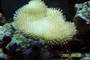 Leather_coral