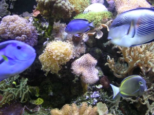 REEF