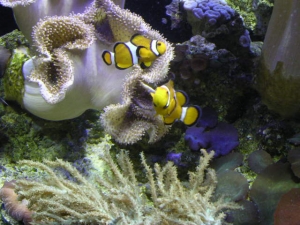 REEF