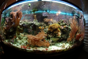 Fish's View of the tank