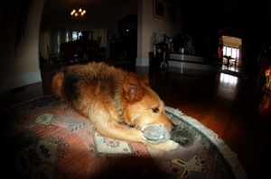 Shadow with his Christmas Present