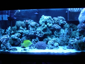 my mini reef..
