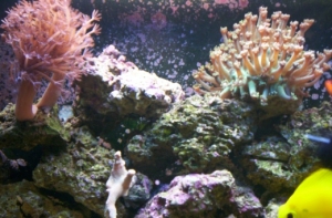 left side tank shot