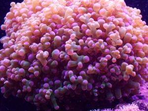 January 2006 updates