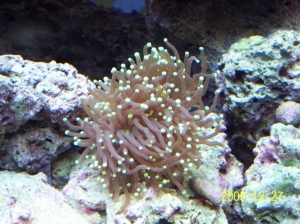New frag added to tank,Torch