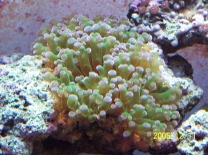 Frog_spawn1