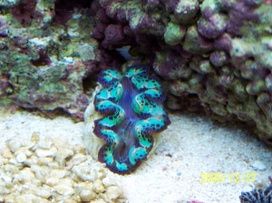 New_clam_I_love_the_colors_