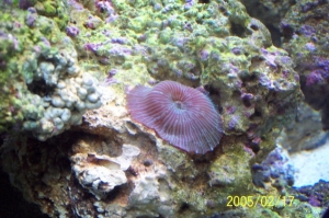 mushroom