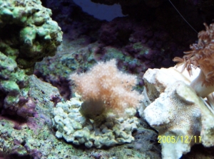 New_frag_added_to_tank_