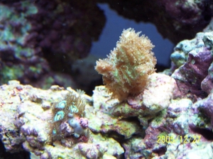 New_frags_added_to_tank_