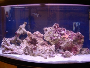46 Gallon Oceanic bowfront