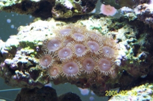 Polyps